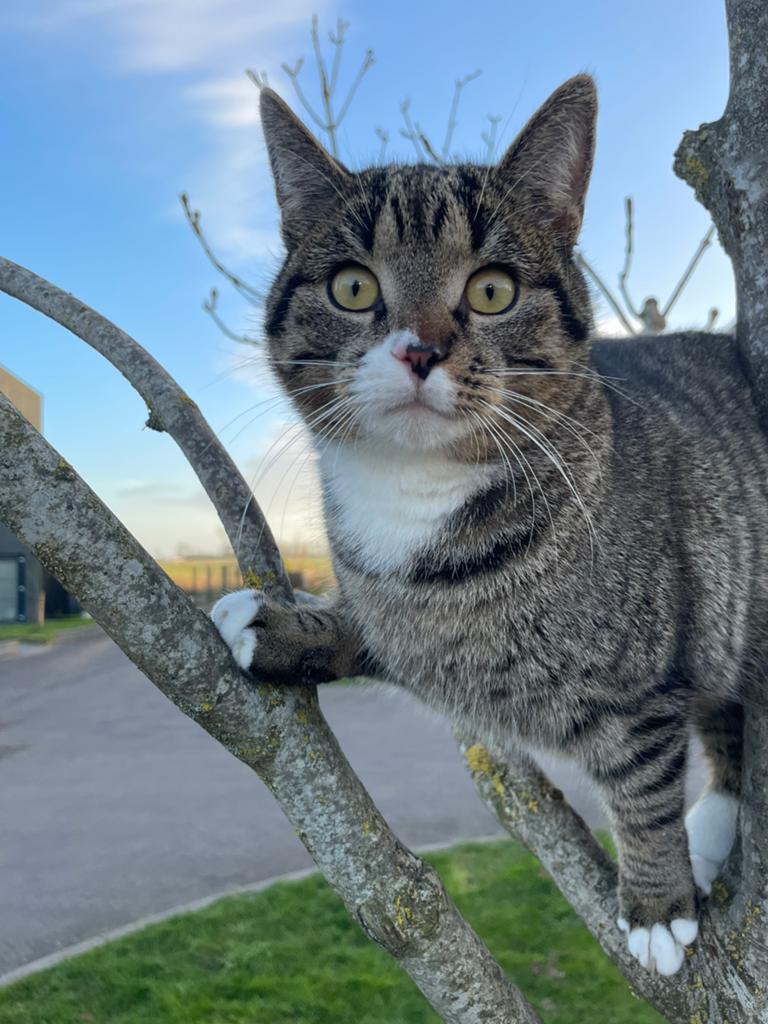 VERMIST kat Mooji (Wiarda, Leeuwarden), Kat