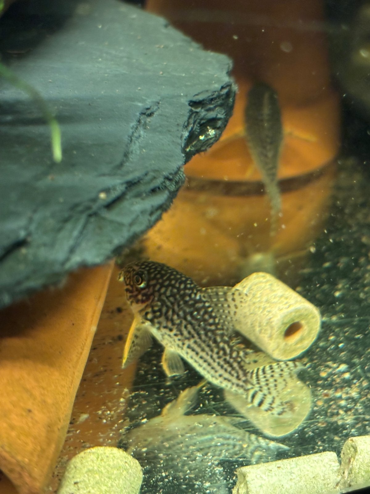 Juwel aquarium met vissen, Dieren en Toebehoren, Vis