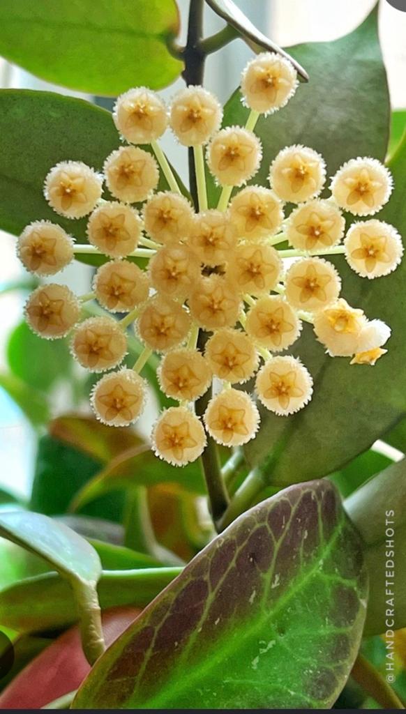 Hoya Krohniana 'Black Leaves' - Zeldzame hangplant, Ophalen of Verzenden