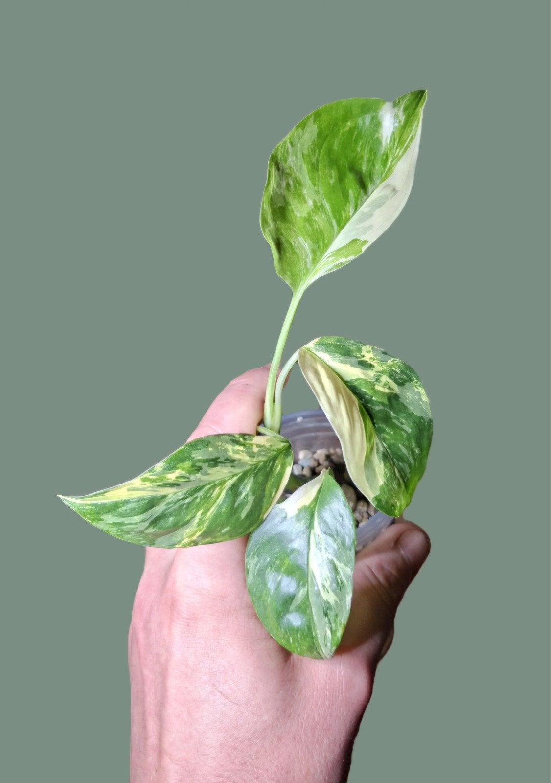 Monstera lecheriana albo varigata, Huis en Inrichting, Kamerplanten, Ophalen of Verzenden, Halfschaduw, Minder dan 100 cm