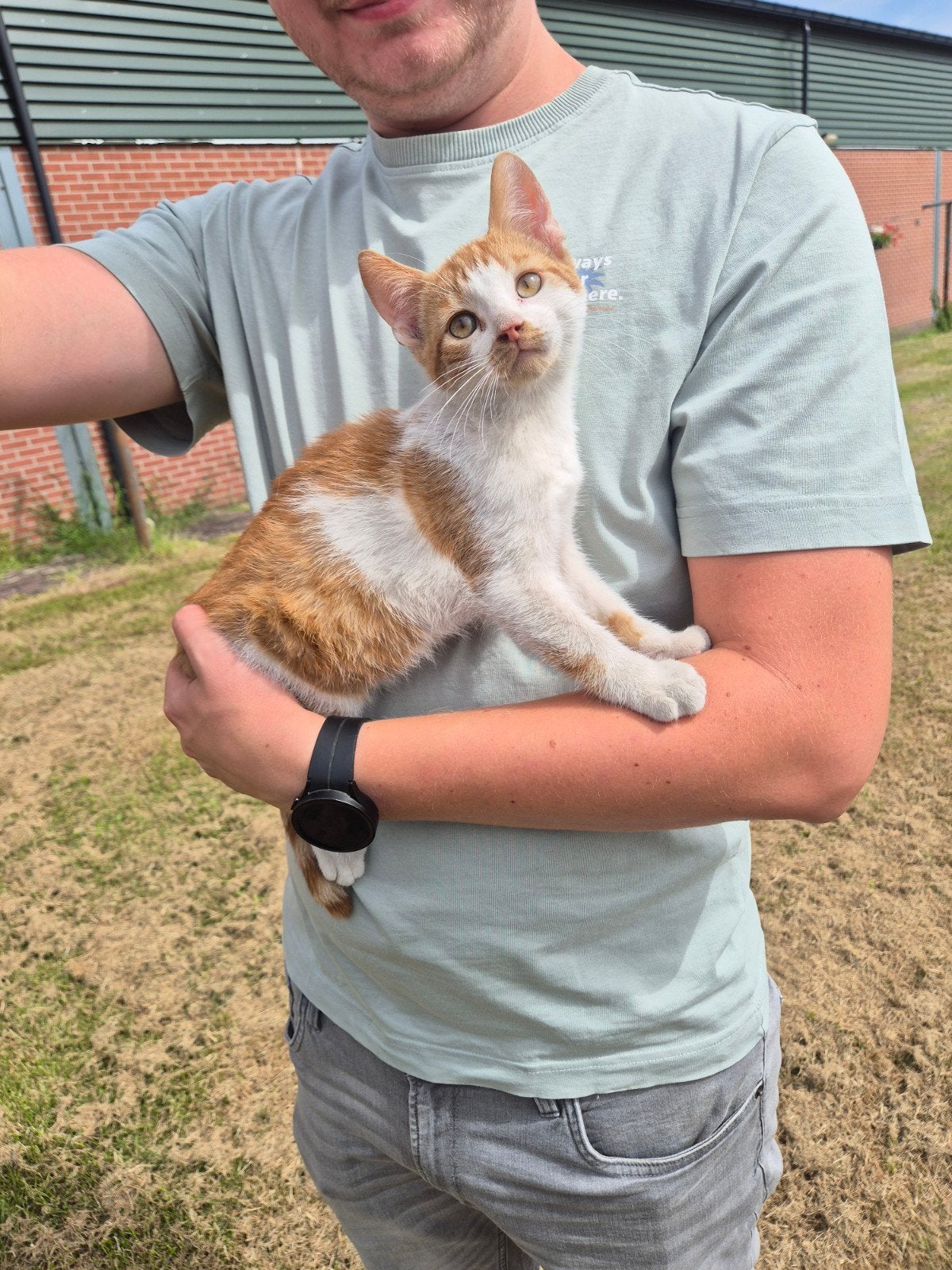 Kittens, Dieren en Toebehoren, Meerdere dieren, Kortharig, 0 tot 2 jaar