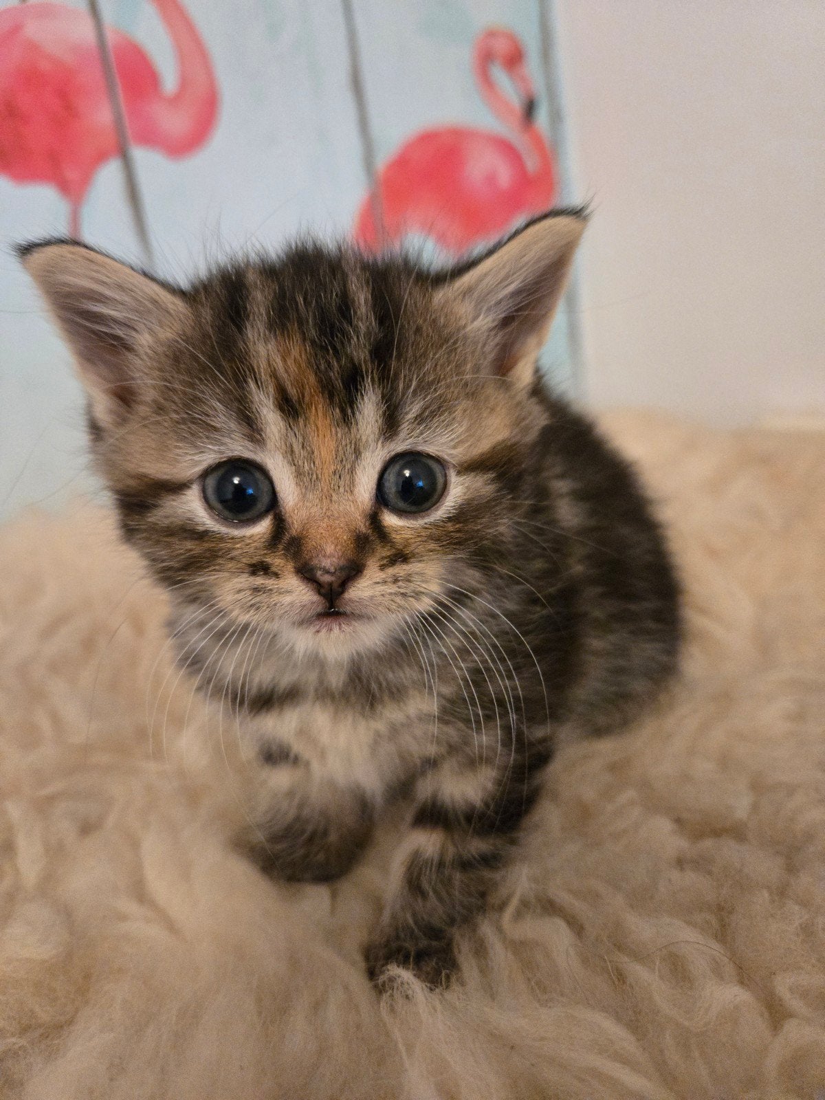 prachtige half perzische pers kittens, Meerdere dieren, Ontwormd, 0 tot 2 jaar
