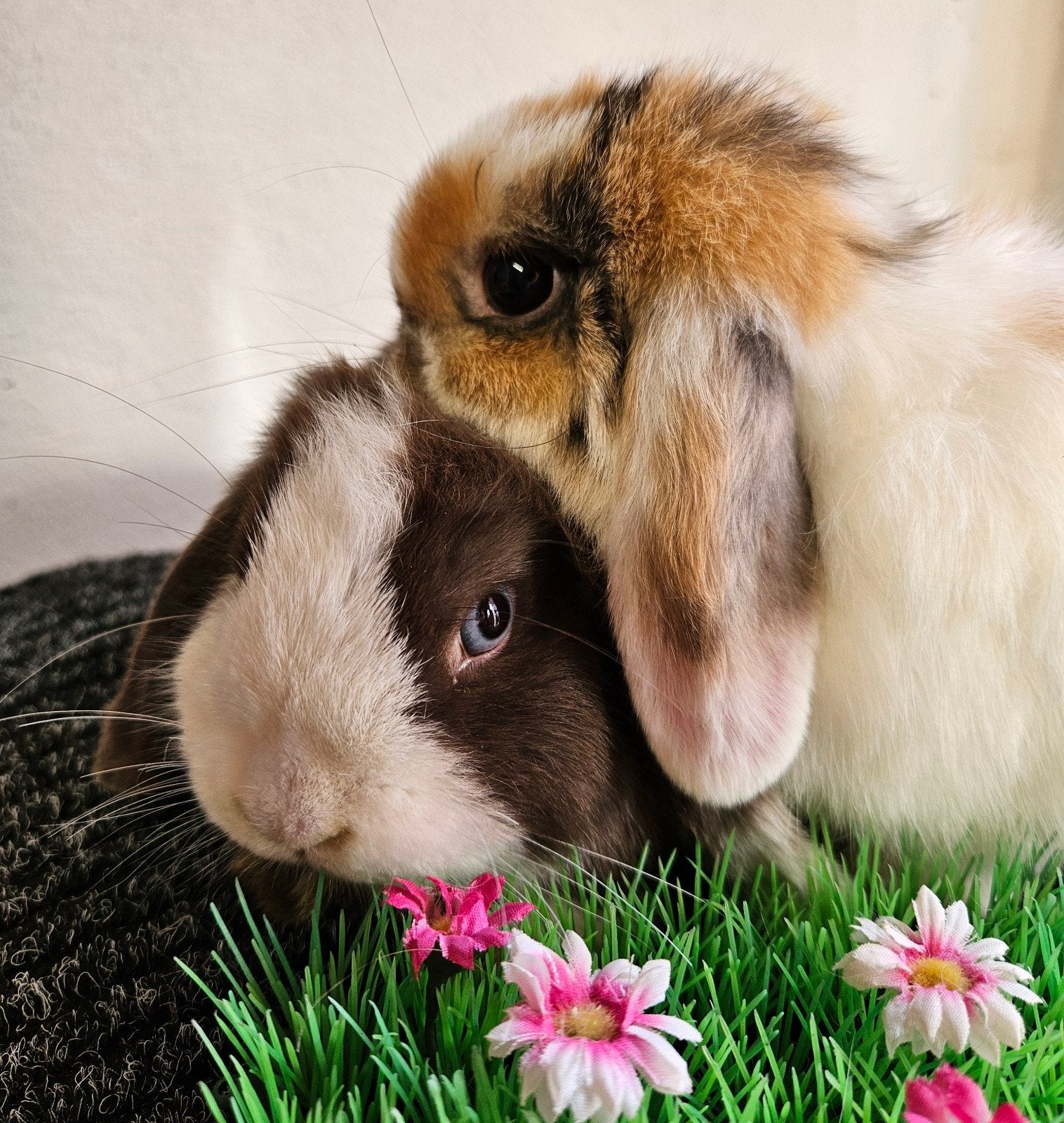 super lieve hangoortjes dwerg konjjntjes minilop, Meerdere dieren, Dwerg, Hangoor