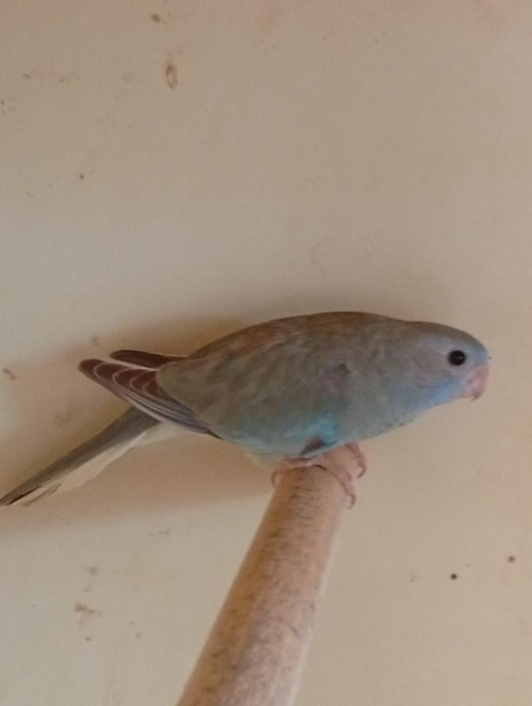 Splendid cinnamon turquoise 25, Dieren en Toebehoren, Vogels | Parkieten en Papegaaien, Meerdere dieren, Parkiet, Geringd