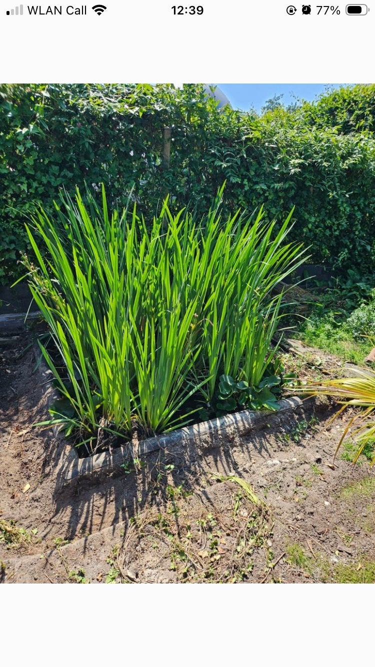Gratis af te halen: vijverplanten, Ophalen, Vijverplanten, Volle zon