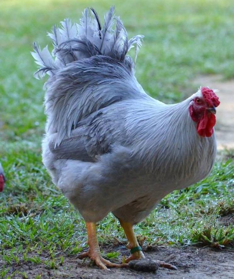 Zeer mooie parel grijs hanen een stuk of 7 onverwant, Dieren en Toebehoren, Pluimvee
