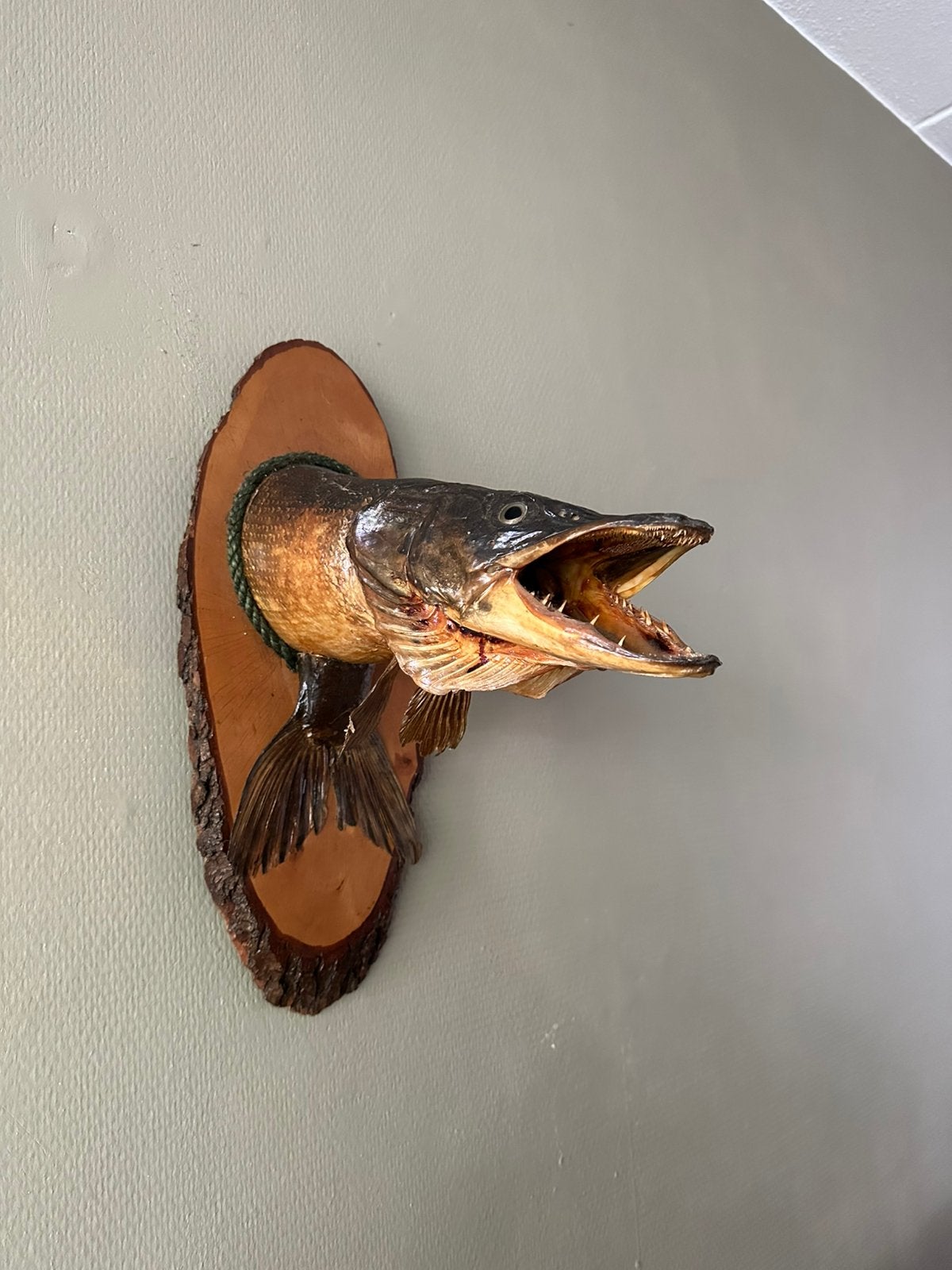Imposante opgezette snoekenkop op schild taxidermie, Ophalen of Verzenden, Zo goed als nieuw, Opgezet dier