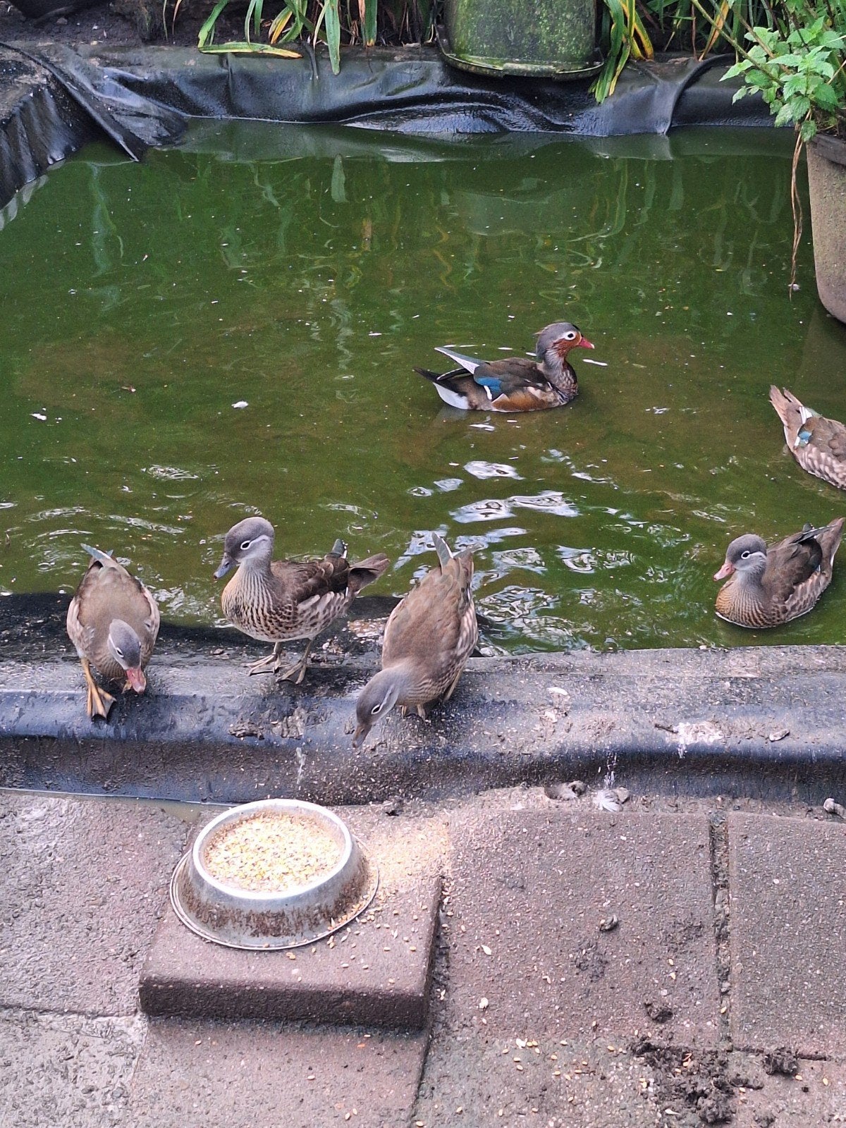 1-1 mandarijneenden, Dieren en Toebehoren