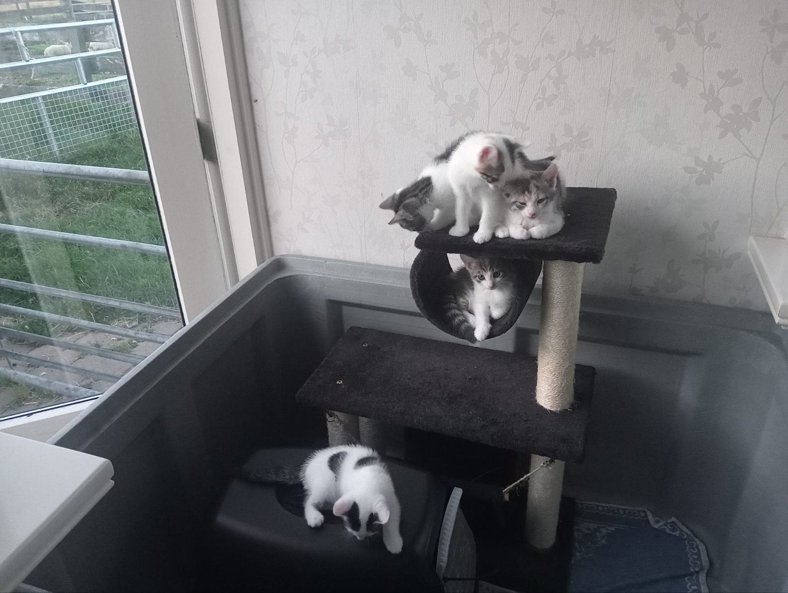 kittens zoeken een nieuw huis