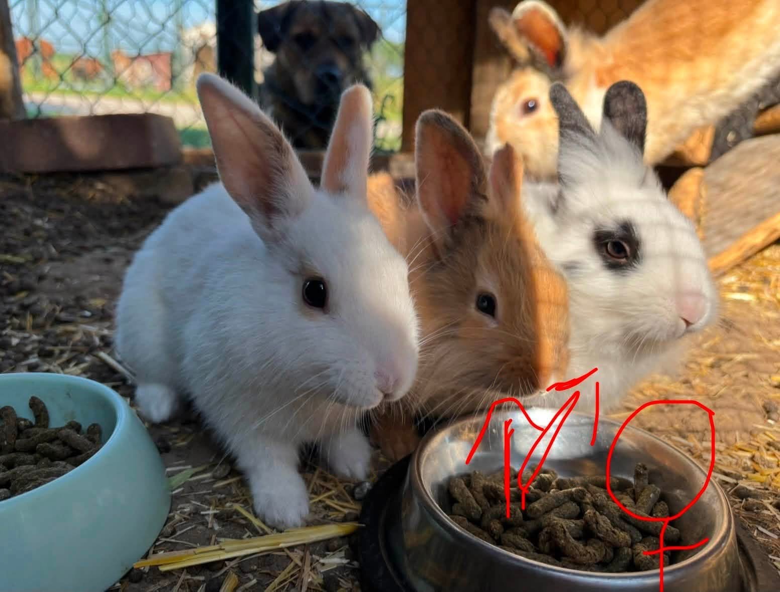 Baby konijntjes, Meerdere dieren, Klein, 0 tot 2 jaar
