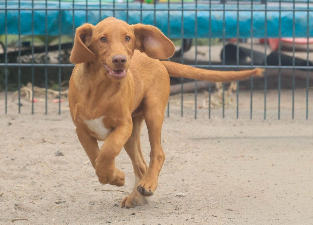 Lieve Cocker Spaniel-kruising pups – direct beschikbaar, CDV (hondenziekte), 8 tot 15 weken, Meerdere, Meerdere dieren