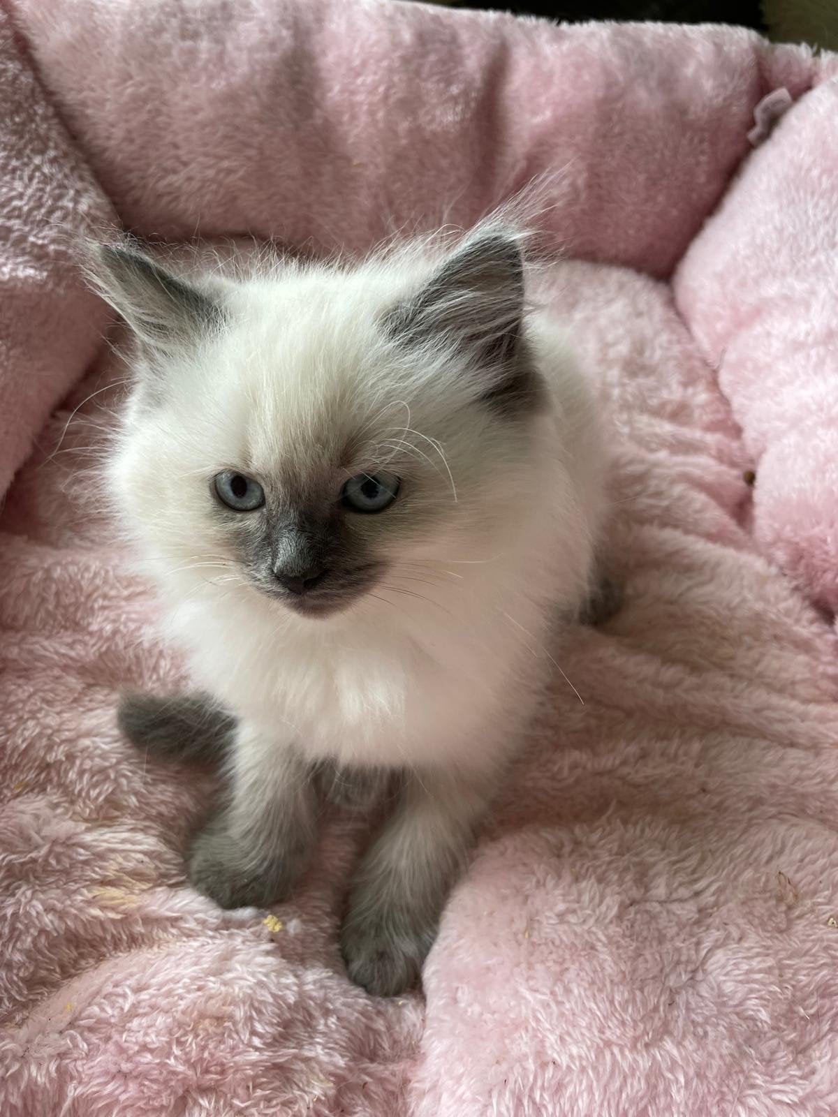 Te koop Ragdoll kittens., Dieren en Toebehoren, Katten en Kittens | Raskatten | Langhaar, Meerdere dieren