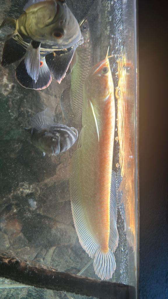 Lutino arowana, Dieren en Toebehoren, Vissen | Aquariumvissen, Vis