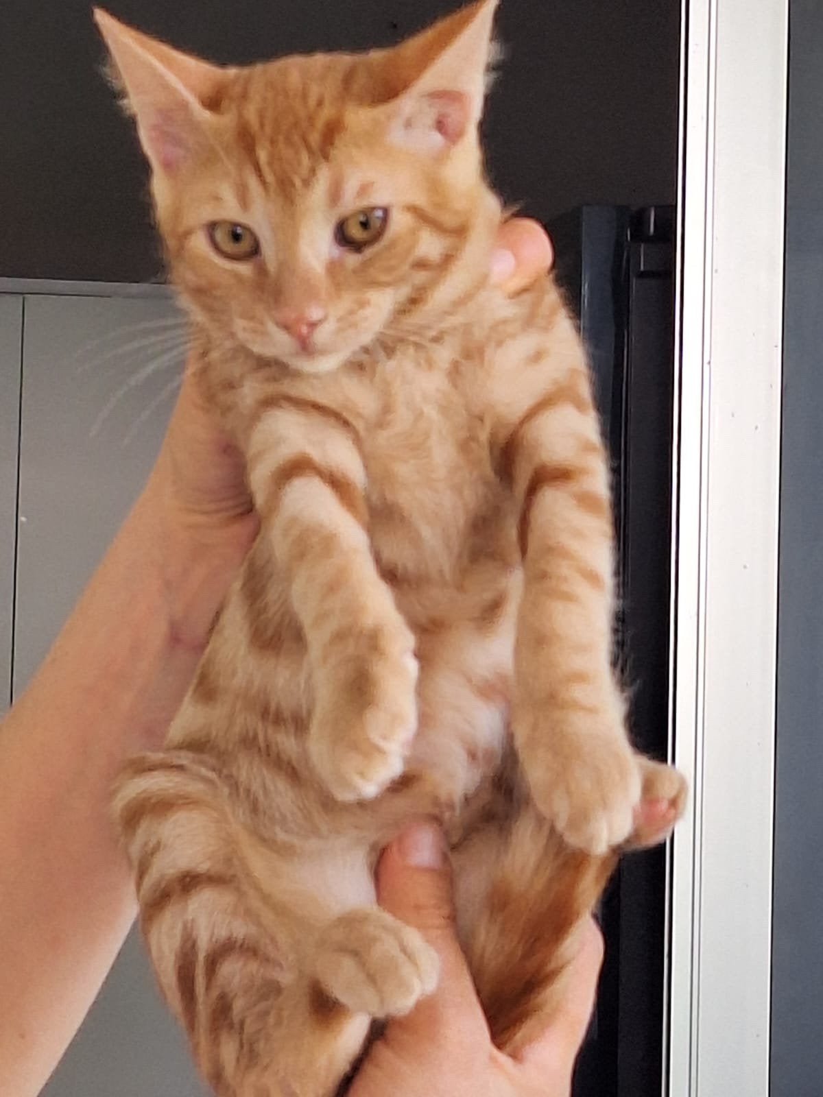 Ivar 4 mnd (nog op Cyprus) zoekt een fijn thuis, Dieren en Toebehoren, Kater