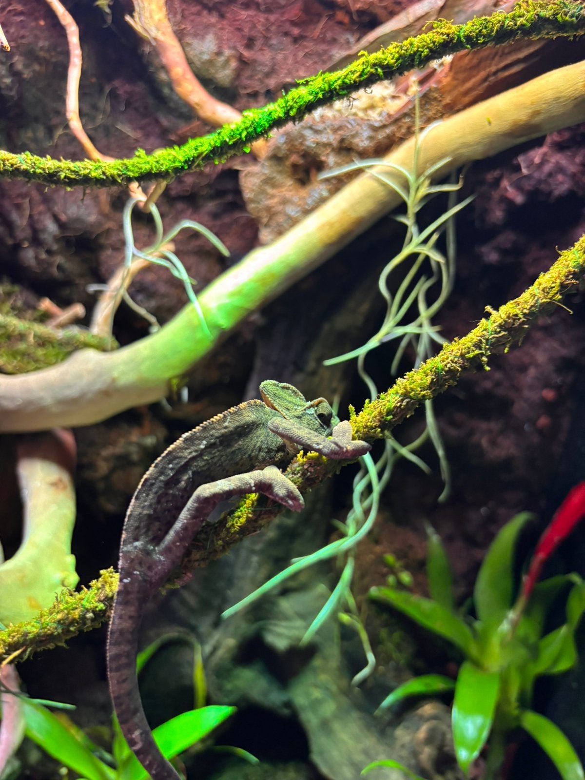 Jemen kameleon Chameleon photo 2