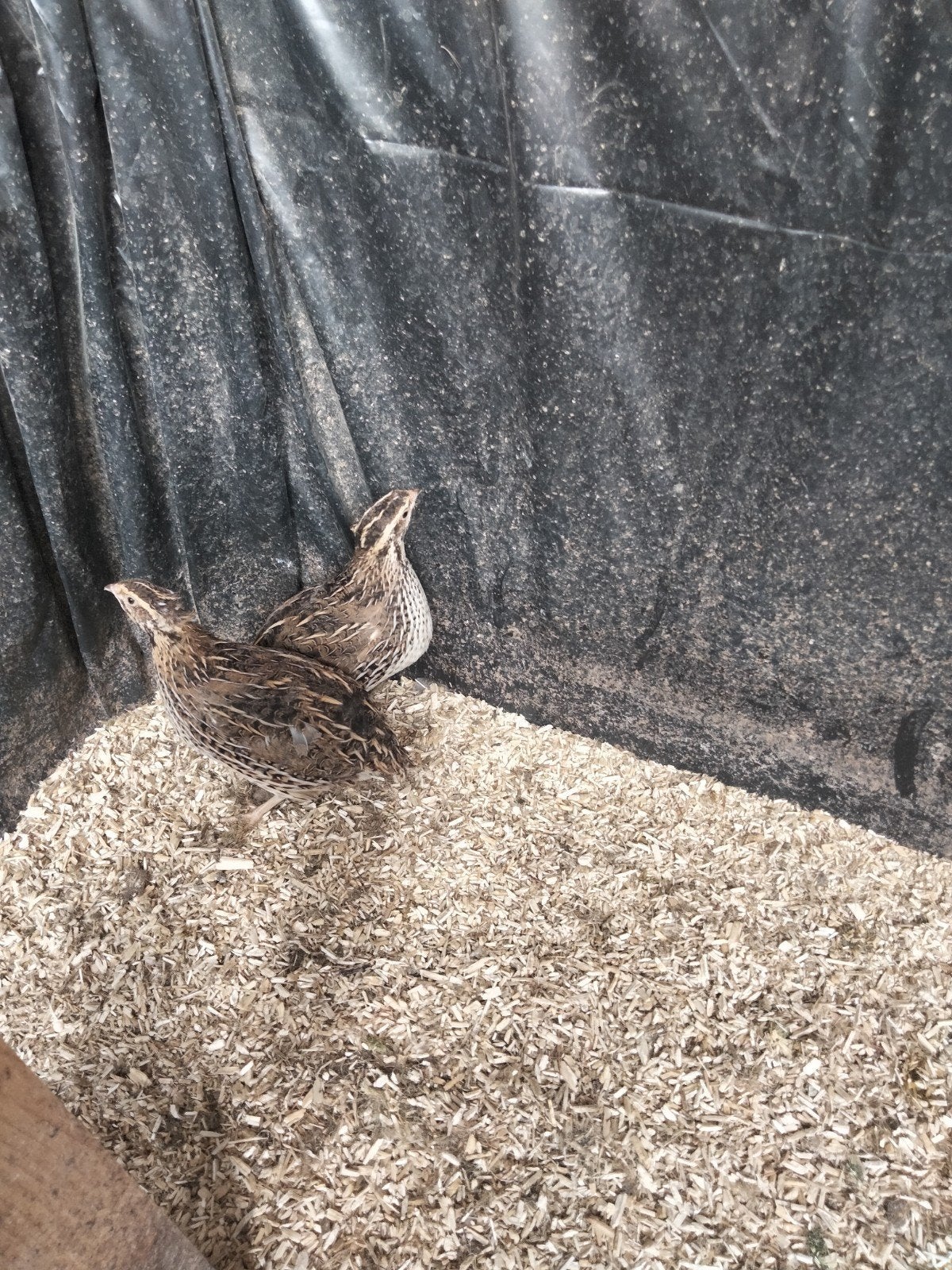 Japanse kwartels, Dieren en Toebehoren, Meerdere dieren, Overige soorten