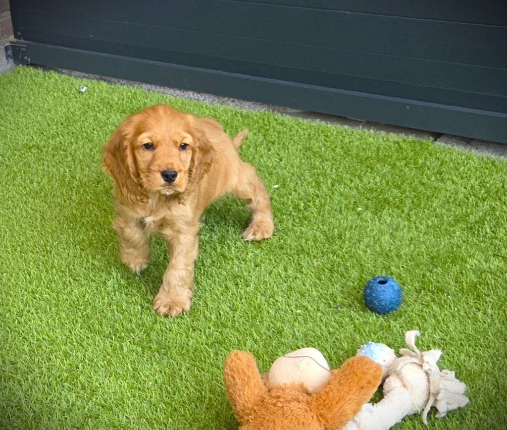 Hele leuke rood bruine Engelse Cocker Spaniel pups te koop, Nederland, CDV (hondenziekte), 8 tot 15 weken, Meerdere