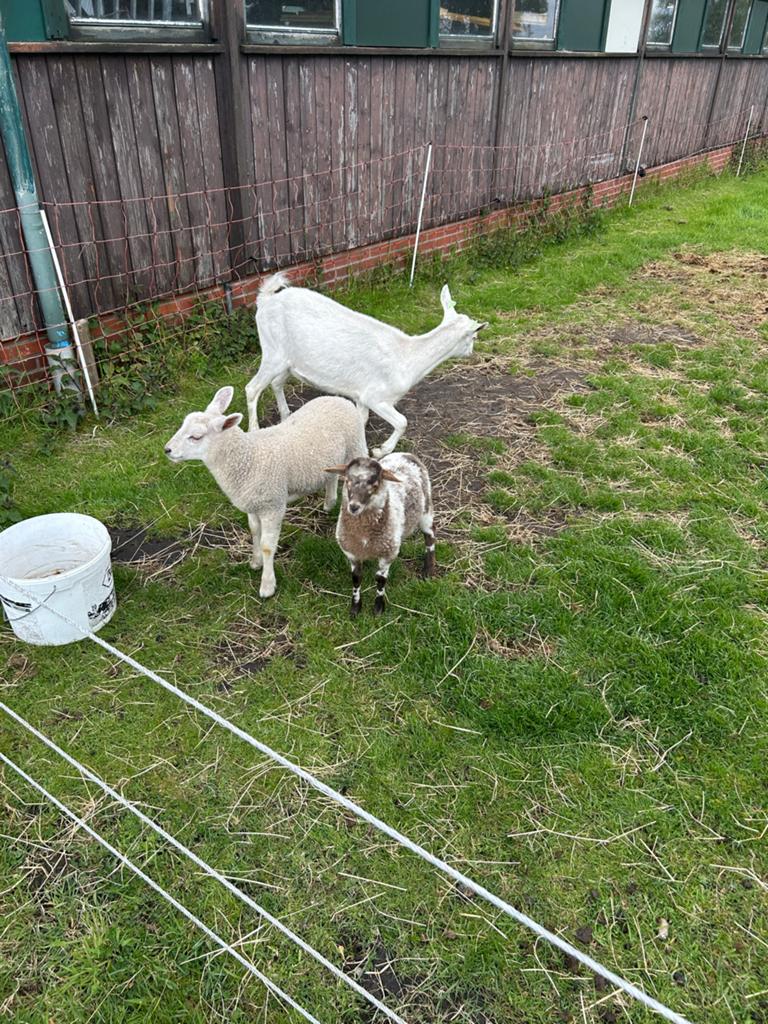 Lief geitje te koop, Dieren en Toebehoren, Schapen, Geiten en Varkens, Vrouwelijk, Geit