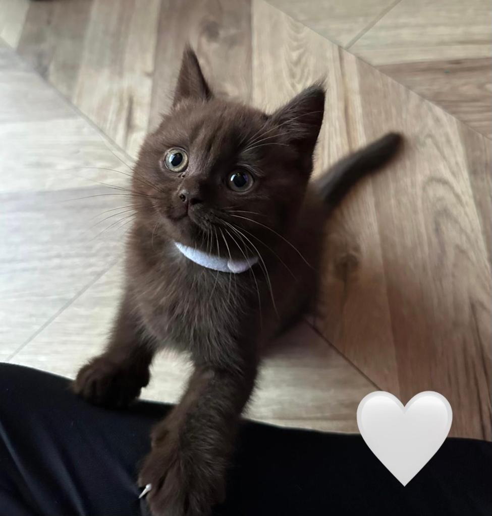 Britse kortharige kittens, Meerdere dieren, 0 tot 2 jaar