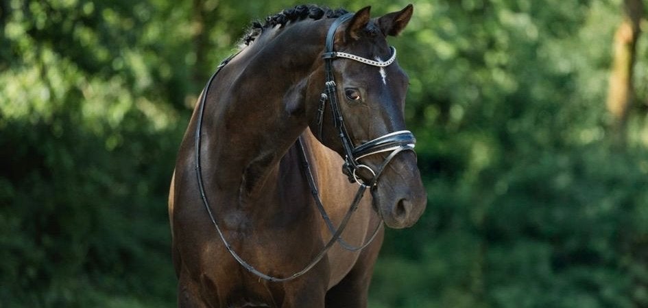 Super leuke merrie, Dieren en Toebehoren, Paarden, Merrie, Met stamboom, Dressuurpaard, 170 tot 175 cm