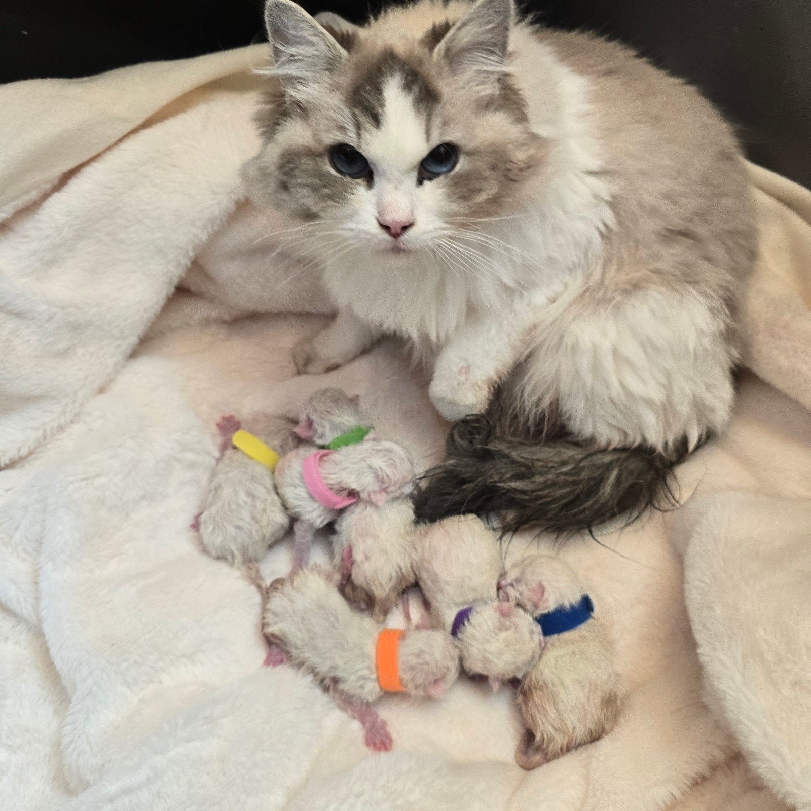 Ragdoll kittens️ met stamboom, Meerdere dieren, Met stamboom