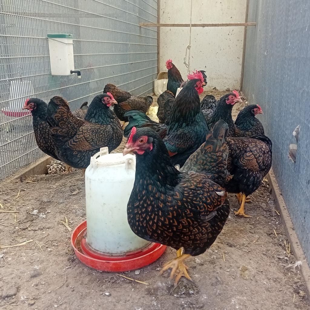 Barnevelder kriel dubbelgezoomd kippen, Dieren en Toebehoren, Meerdere dieren, Kip