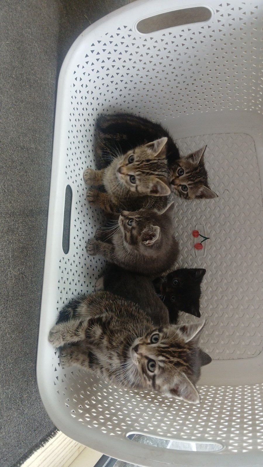 Kittens / jonge katten, Dieren en Toebehoren, Meerdere dieren