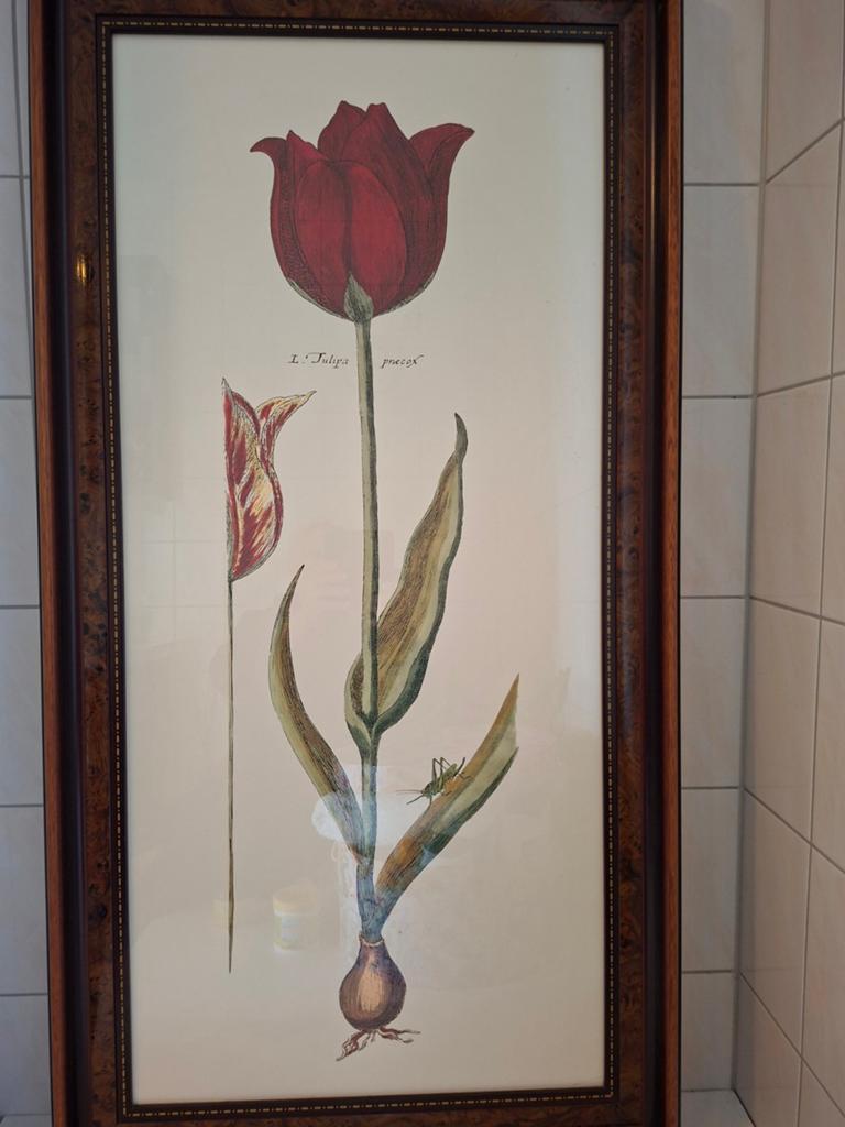 Prachtig ingelijst botanisch schilderij van tulp, 60cm/116, Ophalen of Verzenden