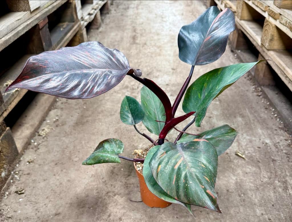 Philodendron Orange Princess p15 - Prachtige Kamerplant, Huis en Inrichting, Kamerplanten, Ophalen of Verzenden