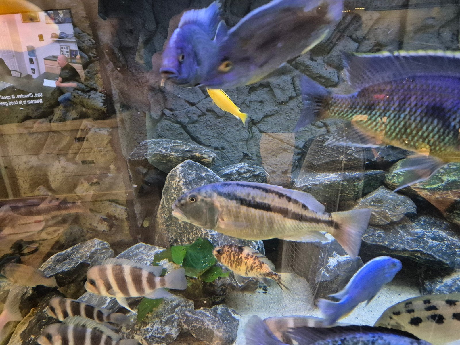 diverse malawi cichliden, Dieren en Toebehoren, Vissen | Aquariumvissen, Vis