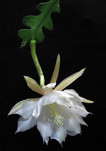 cactus - Epiphyllum anguliger in hangpot, Ophalen of Verzenden, Cactus, Volle zon, Minder dan 100 cm