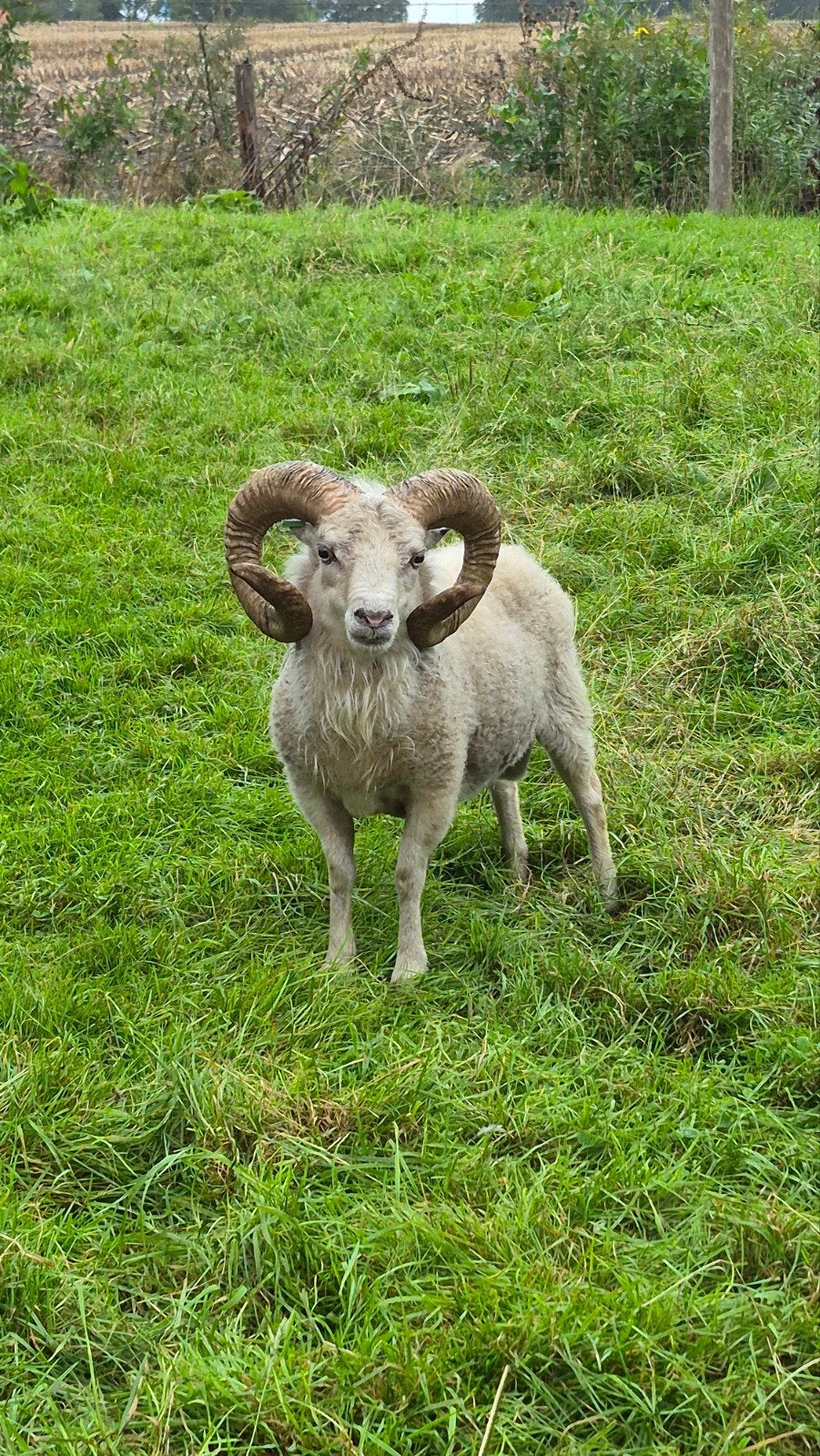 Ouessant dakram stamboek ARR/ARR, Mannelijk, Schaap, 3 tot 5 jaar