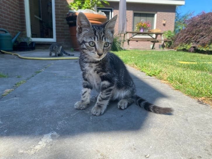 Boerderij katertje!, Kater
