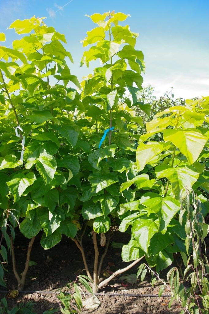 meerstammige trompetboom catalpa bignonioides aurea, Overige soorten, 100 tot 250 cm, Zomer, Ophalen