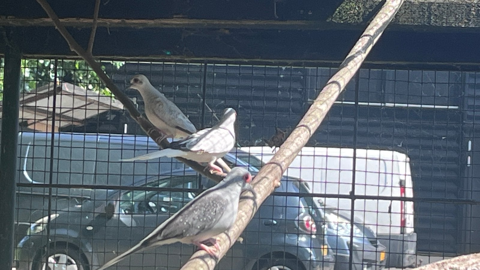 Diamantduif diamandduif diamantduiven duif jonge zelfstandig, Dieren en Toebehoren, Vogels | Overige Vogels, Meerdere dieren, Tropenvogel