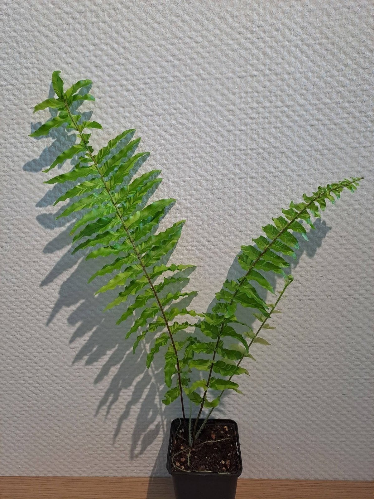Nephrolepsis Tiger Ferm stekken, Ophalen of Verzenden, Halfschaduw, Minder dan 100 cm
