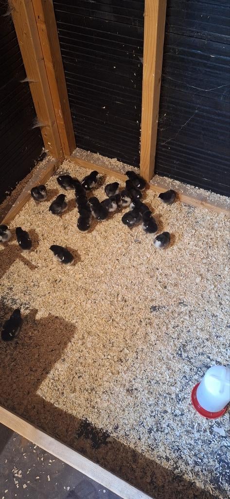 Kuikens marans kippen, Dieren en Toebehoren, Meerdere dieren, Kip