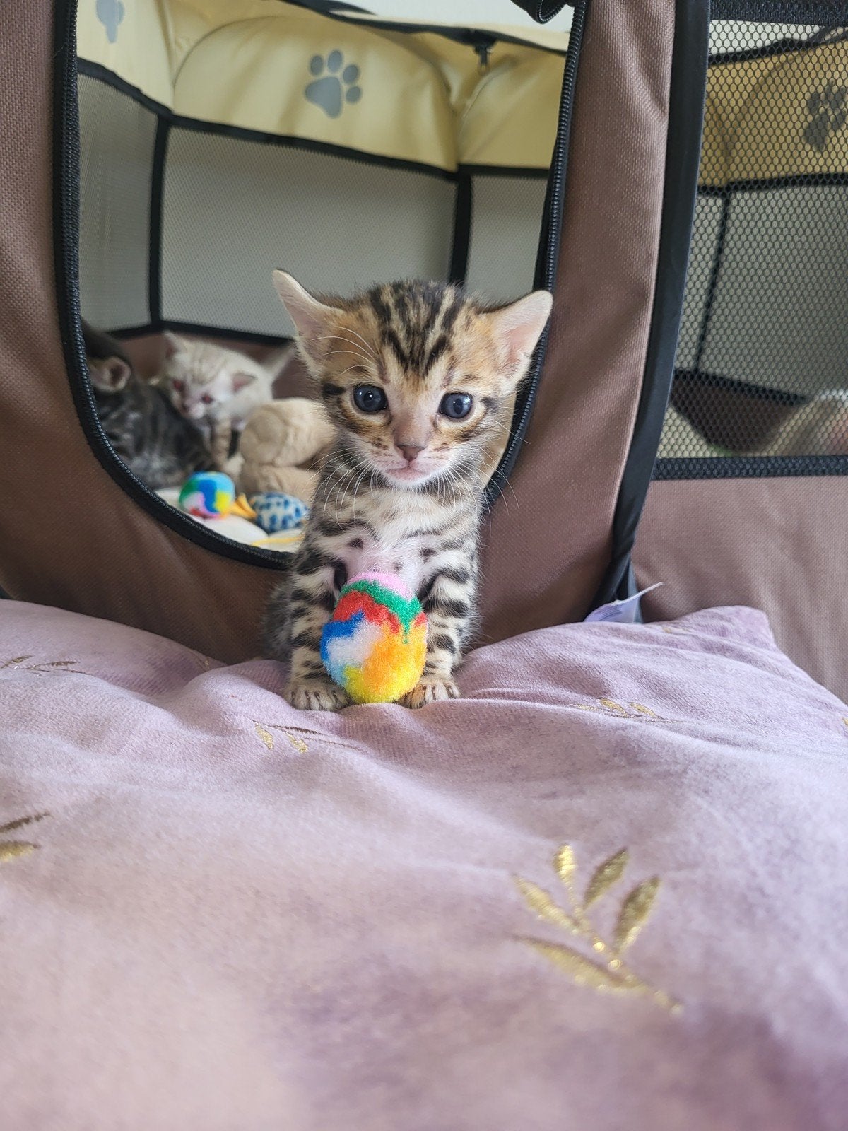 Bengaal kitten, Meerdere dieren