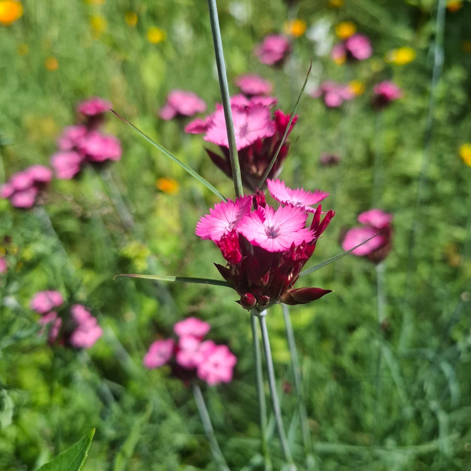 Anjer, Volle zon, Vaste plant, Zomer, Ophalen