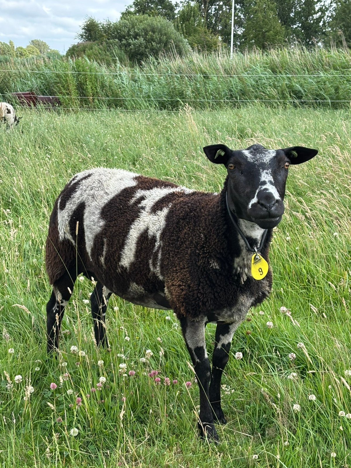Koppel stamboek bonte schapen, Vrouwelijk, Schaap