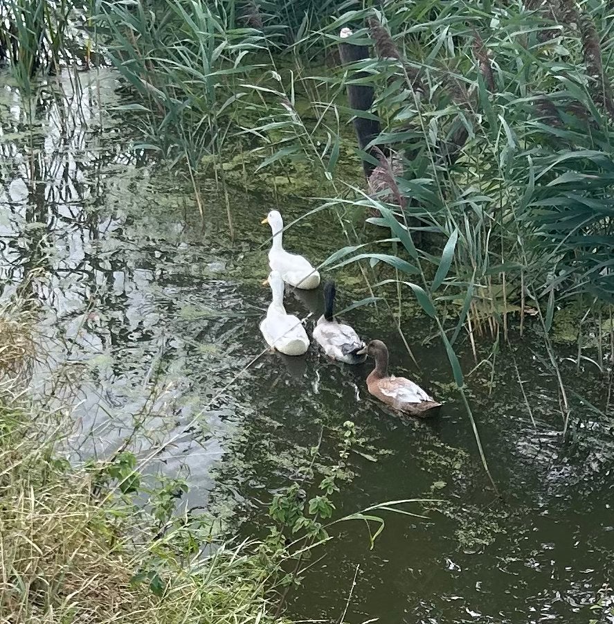 Jonge loopeenden te koop – leuke groepjes beschikbaar!, Dieren en Toebehoren, Pluimvee, Meerdere dieren, Eend