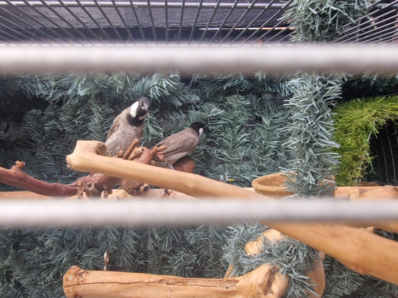 BuulBuul Witoor, Dieren en Toebehoren, Meerdere dieren
