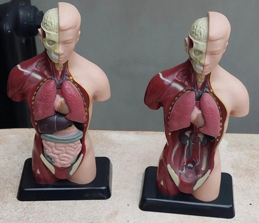 Anatomisch model menselijk lichaam - Torso, Ophalen of Verzenden, Gebruikt