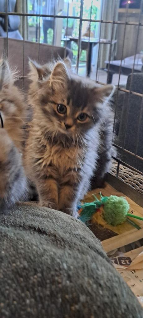 Prachtige Maine Coon Kittens, Dieren en Toebehoren, Katten en Kittens | Raskatten | Langhaar, Meerdere dieren, Ontwormd, 0 tot 2 jaar
