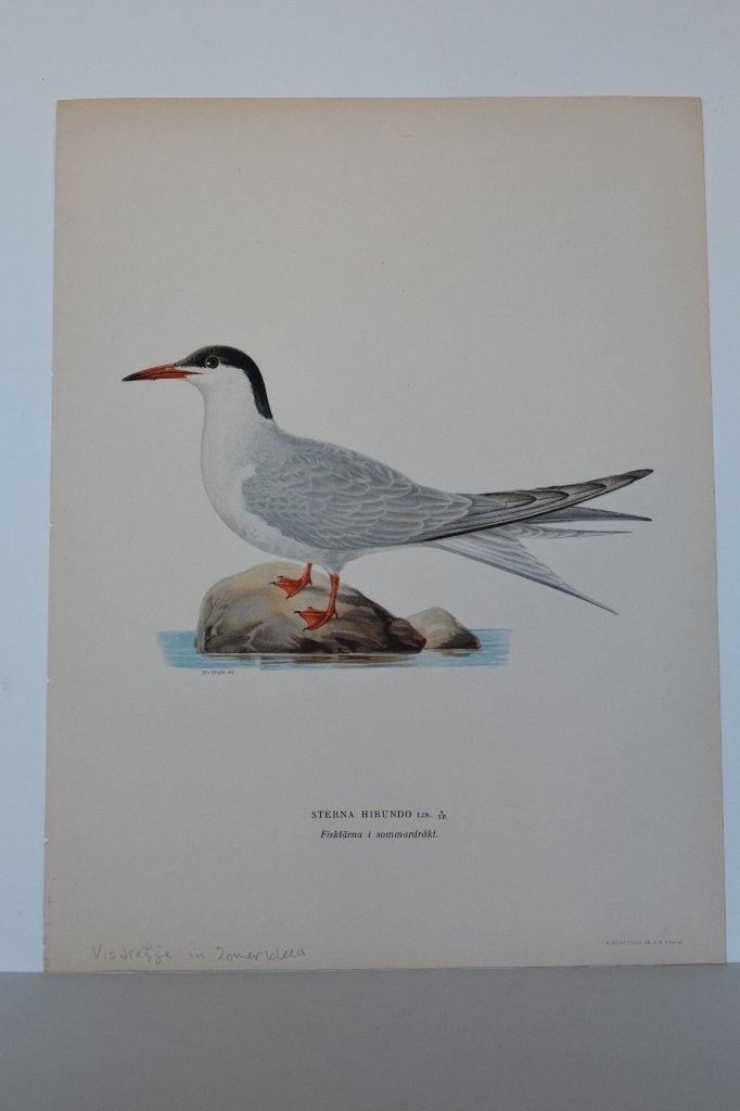 VISDIEFJE STERNA HIRNDO ZOMERKLEED Vogel Mooie Litho VB5, Antiek en Kunst, Kunst | Etsen en Gravures, Origineel, Ophalen of Verzenden