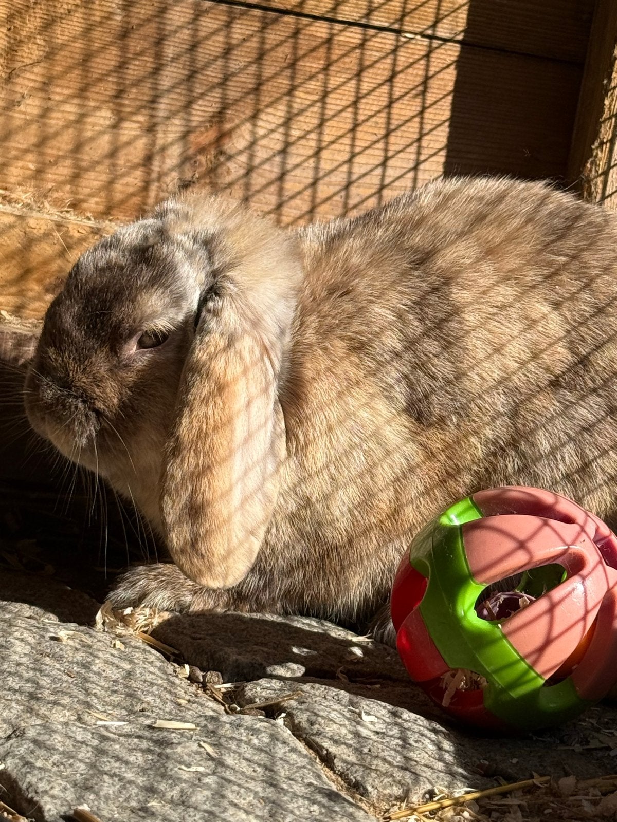 Hangoor dwerg konijn Ram, Dieren en Toebehoren, Mannelijk, Mei, Overige typen, Tam