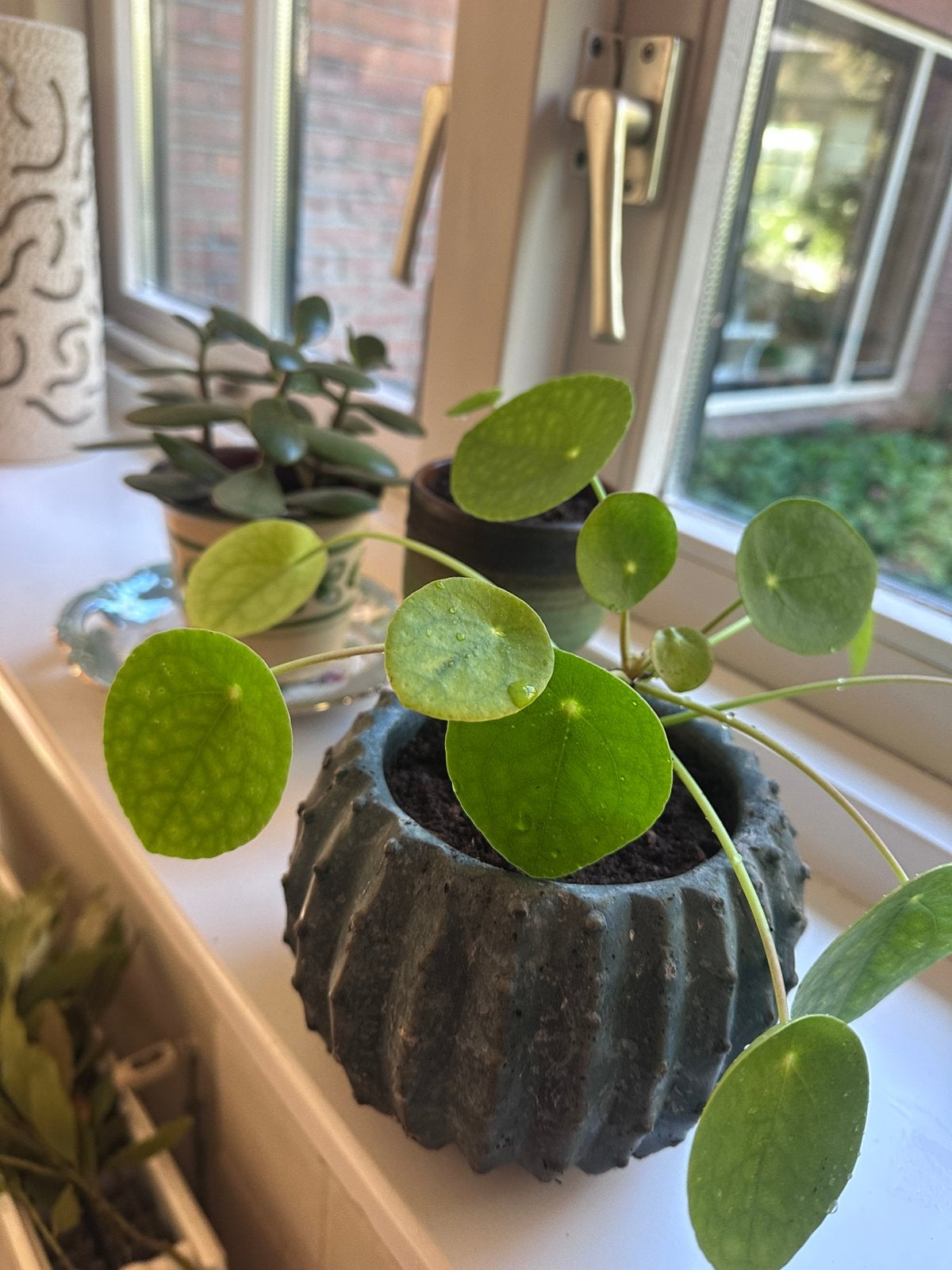 Stekken in retropotjes per stuk, Ophalen, Vetplant, In pot, Minder dan 100 cm