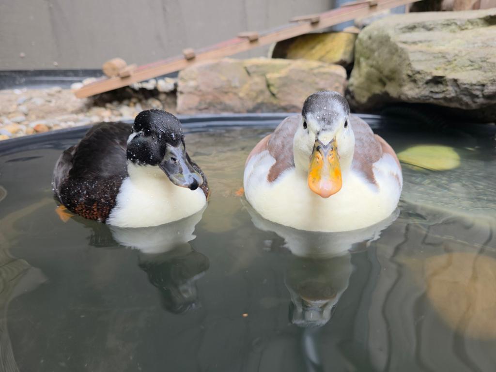 VERWACHT pulletjes / kuikens Hollandse kwakers., Meerdere dieren