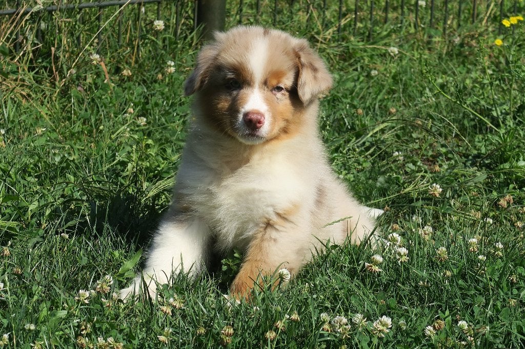 Australian Shepherd pups, Dieren en Toebehoren, Honden | Herdershonden en Veedrijvers, Parvo, Nederland, 8 tot 15 weken, Meerdere