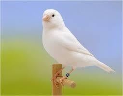Witte kanaries te koop, Dieren en Toebehoren, Meerdere dieren, Kleurkanarie